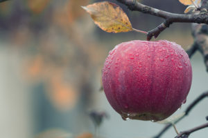 Best Heart Healthy Snacks, apple on tree